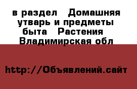  в раздел : Домашняя утварь и предметы быта » Растения . Владимирская обл.